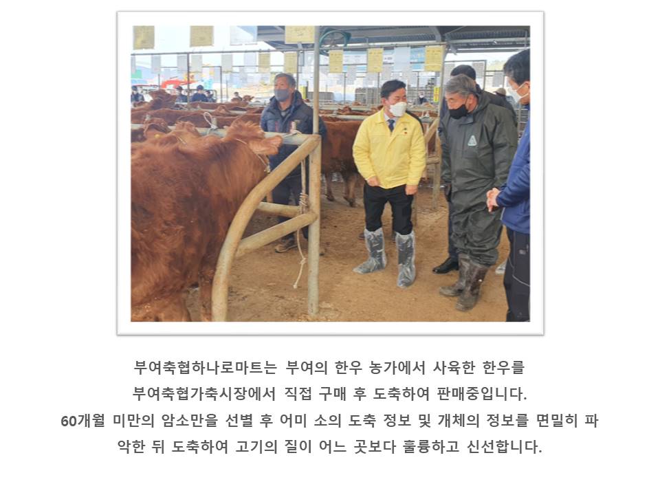 부여축협하나로마트는 부여의 한우 농가에서 사육한 한우를 부여축협가축시장에서 직접 구매하여 도축 후 판매하고 있습니다. 60개월 미만의 암소만을 선별하여 어미 소의 도축 정보 및 개체의 정보를 면밀히 파악한 뒤 도축하여 고기의 질이 어느 곳보다 훌륭하고 신선합니다.