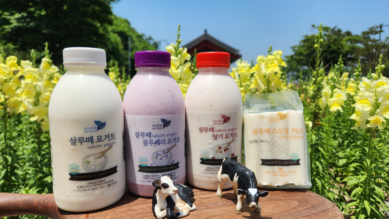 미르목장 미르목장 태교목장 mir farm marfarm mir furri 요거트 살루떼 yogurt 살루떼 살루떼 salute vogurt salute salute yogurt 블루베리 요거트 딸기 요거트 살루떼 스트링 치즈 찢어먹는 치즈 string cheese HANDMADE& FARM FRESH HANDMADE& HANDMADE & FARM FRESH HANDMADE & 농후발효유 드시기 전에 500ml 美 美 농후발효유 총 열량 410kcal/1인 제공량 100mg 드시기 전에 드시기 총 및탕 전에 355kcal/1회 흔들어 드세요.