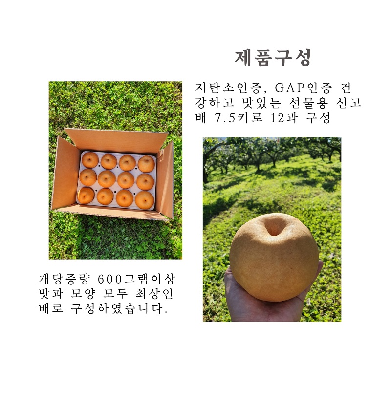 저탄소 인증과 GAP 인증을 받은 건강하고 맛있는 선물용 신고 배 7.5킬로그램, 12과 구성. 개당 중량 600그램 이상. 맛과 모양 모두 최상인 배로 구성하였습니다.