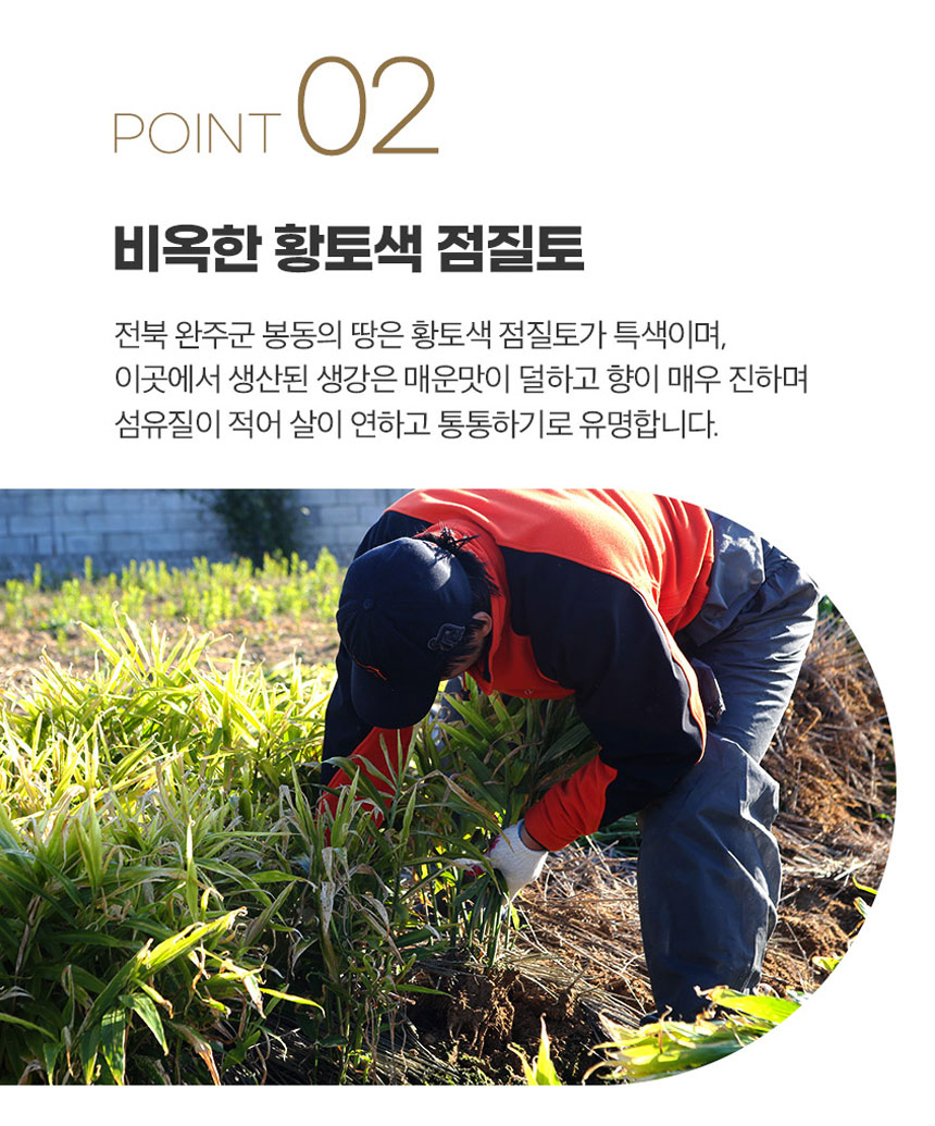 전북 완주군 봉동의 땅은 비옥한 황토색 점질토가 특징입니다. 이곳에서 생산된 생강은 매운맛이 덜하고 향이 매우 진하며 섬유질이 적어 살이 연하고 통통하기로 유명합니다.