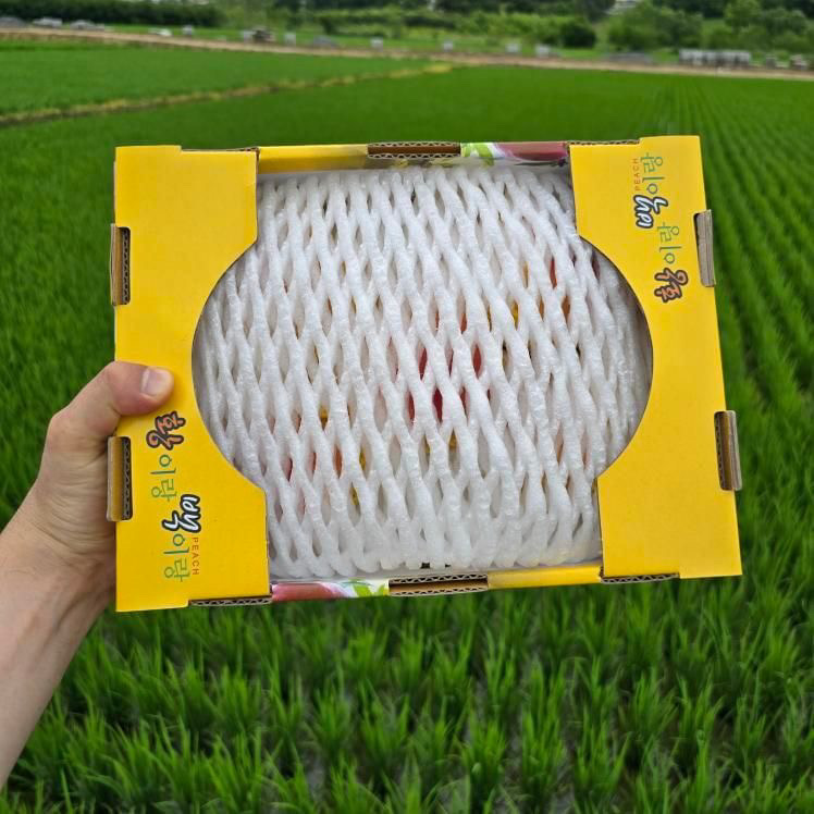 클로렐라2