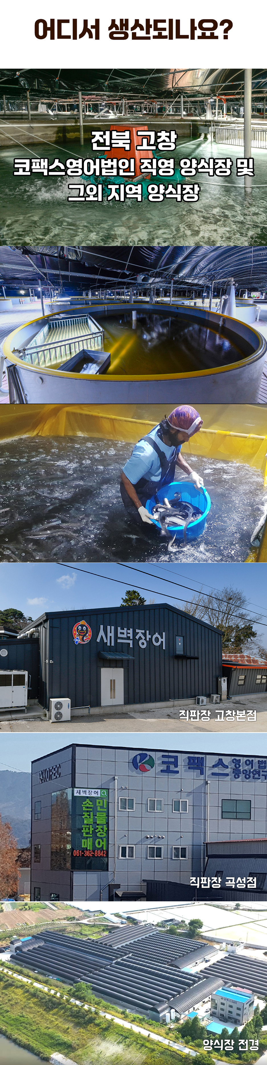 어디서 생산되나요? 전북 고창 코팩스영어법인 직영 양식장 및 그 외 지역 양식장 새벽장어. 직판장 고창본점 KXOFEC 코팩스 3층 새벽장어. 문의: 061-362-8842. 직판장 곡성점 양식장 전경.