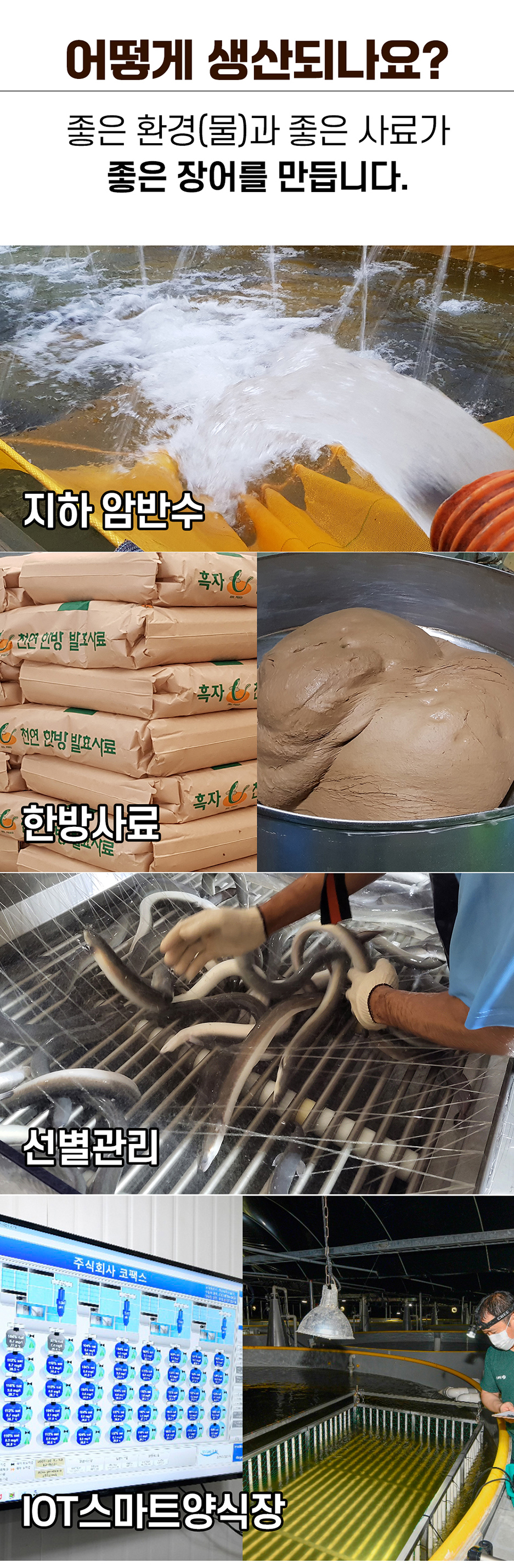어떻게 생산되나요? 좋은 환경(물)과 좋은 사료가 좋은 장어를 만듭니다. 지하 암반수, 천연 한방 발효사료를 사용합니다. 선별관리 주식회사 코팩스 TEL: ●● 25 IOT 스마트 양식장