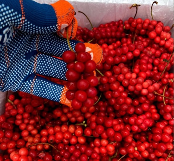 오미자 수확 사진