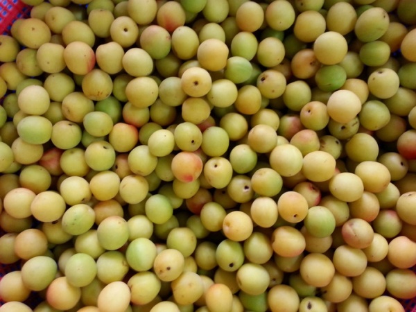 황매실 수확 사진