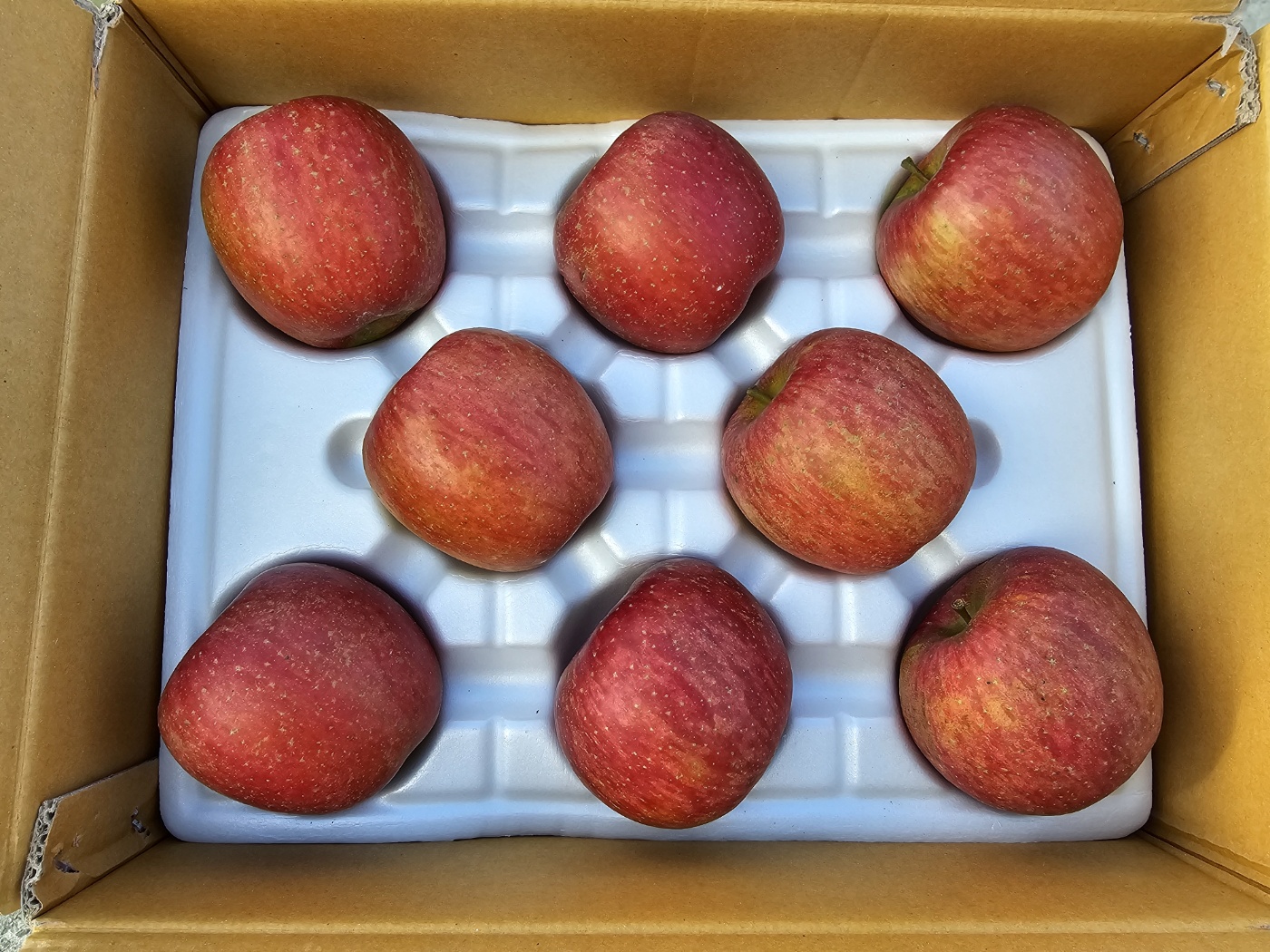 부사 수확전 사과나무에 달려있는 사진으로 사과가 빨갛게 익은 사진입니다.