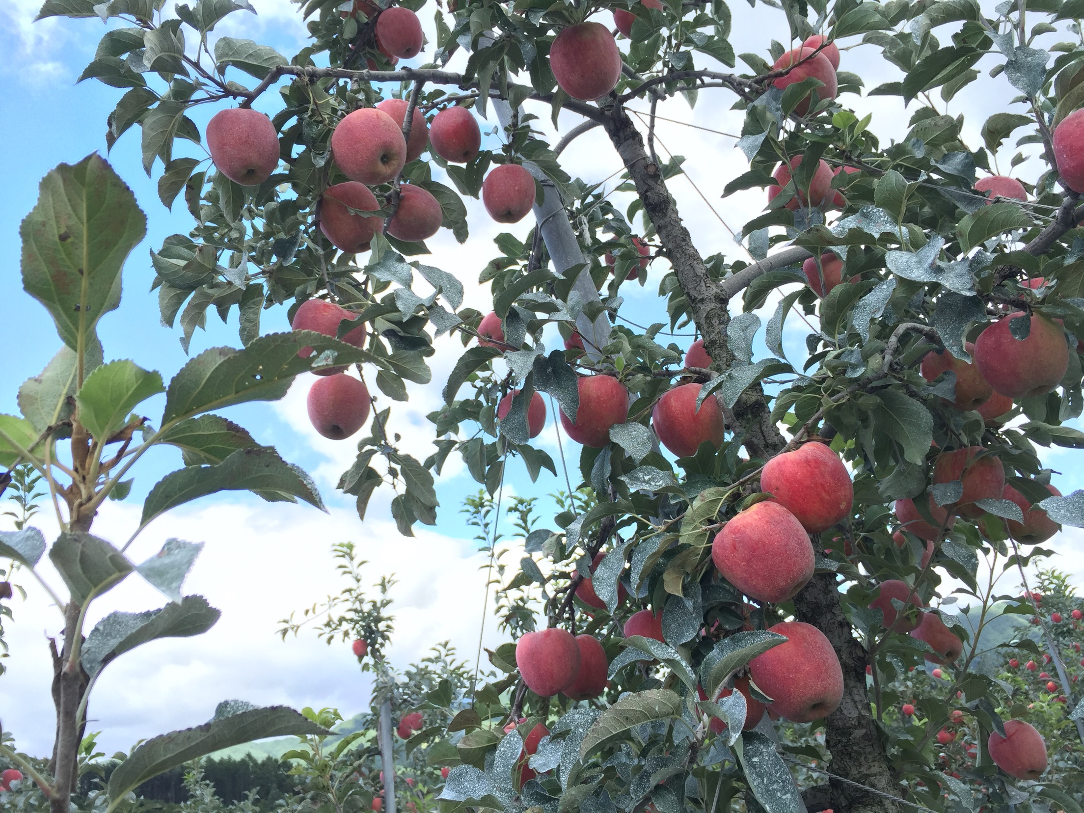 새콤달콤한 홍홍사과더 맛있게 먹는 방법1 아침대용 : 시리얼과 함께 건강하고 든든하게2 사과잼 : 빵과함께 환상의 짝꿍3 애플파이 : 가족과 함께 즐기는 간식으로과육은 물론 껍질가지 영양 가득감기예방, 혈액순환, 소화흡수, 비타민C