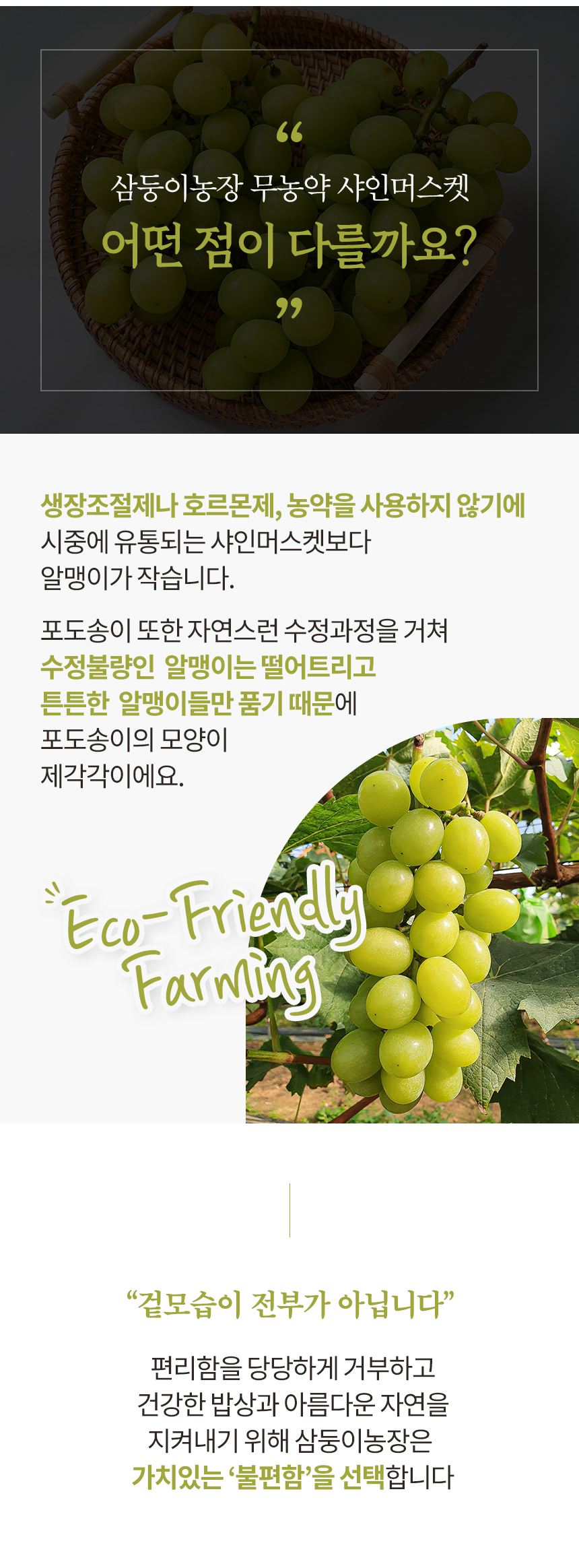 샤인머스켓 상세페이지5