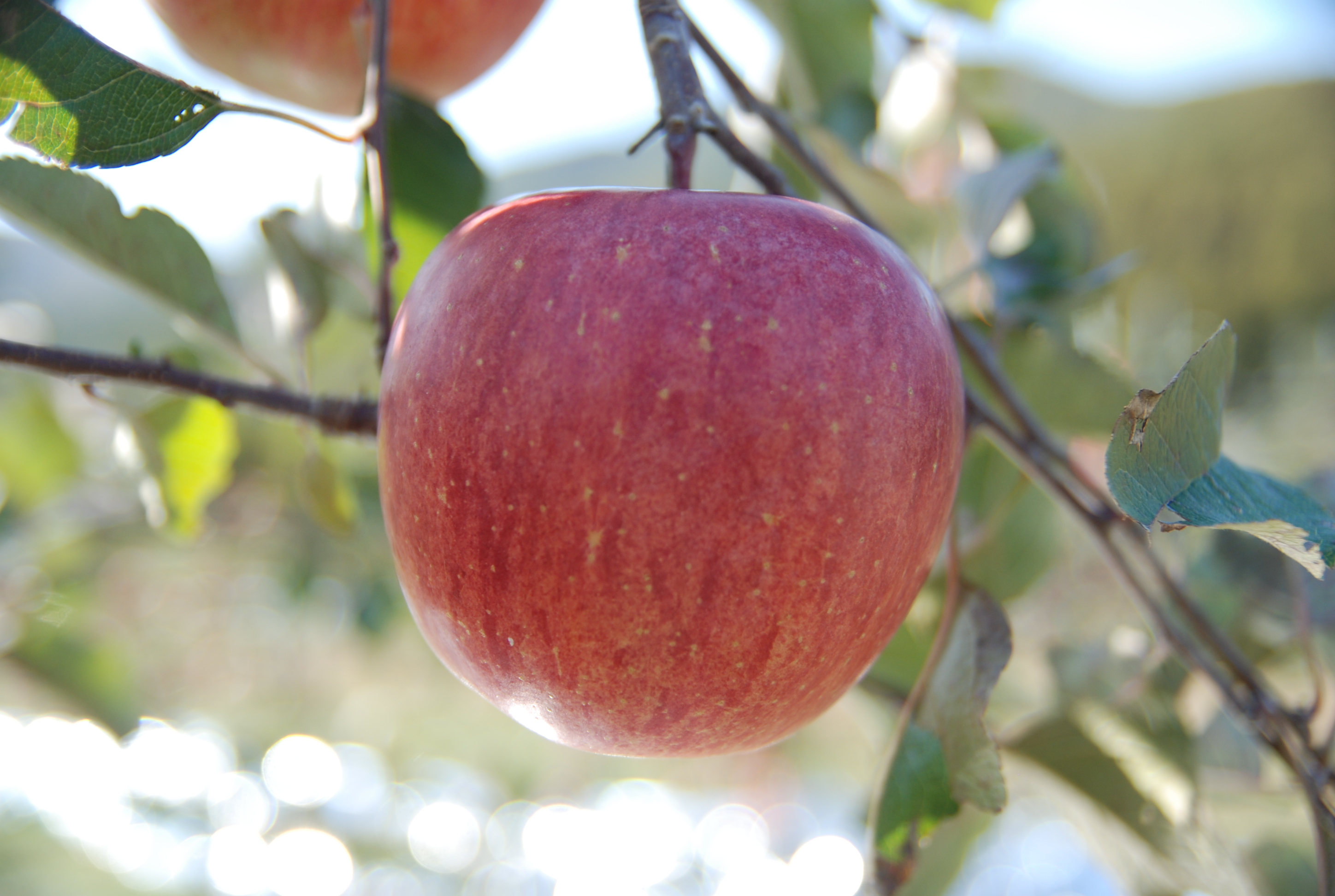 십수개의 부사 사과를 반으로 잘랐을때의 사진으로 꿀이 가득찬 모습입니다.