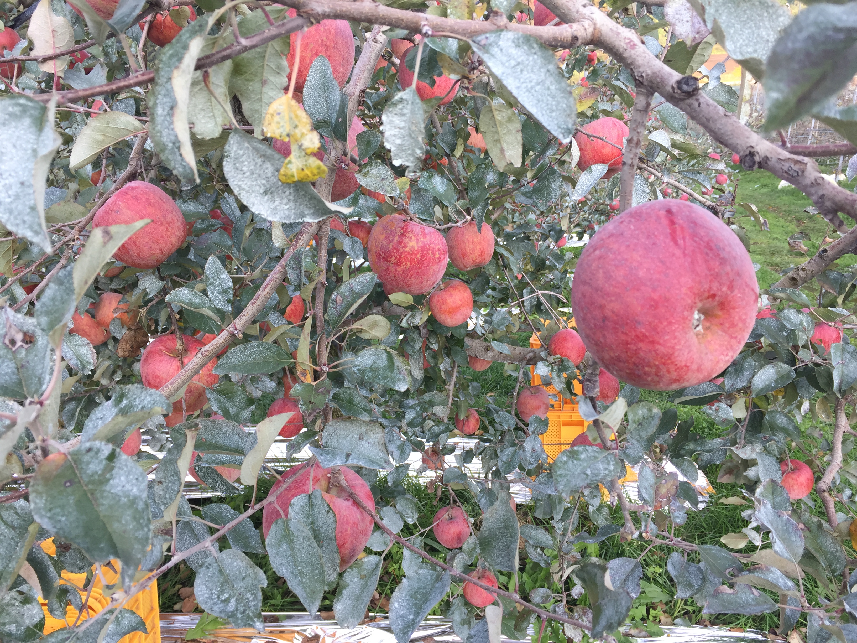 알고 먹으면 더 맛있는 거창 홍홍사과. 01 해발 550m에서 재배해 일조량이 많고 사과의 품질(색, 당도)이 우수합니다. 02 사질양토에서 재배되어 육질이 좋고 과즙이 많습니다. 03 유기물 사용량이 많아 당도가 높고 향기가 좋습니다.04 물 맑은 청정산간지역으로 사과재배의 최적지입니다.
