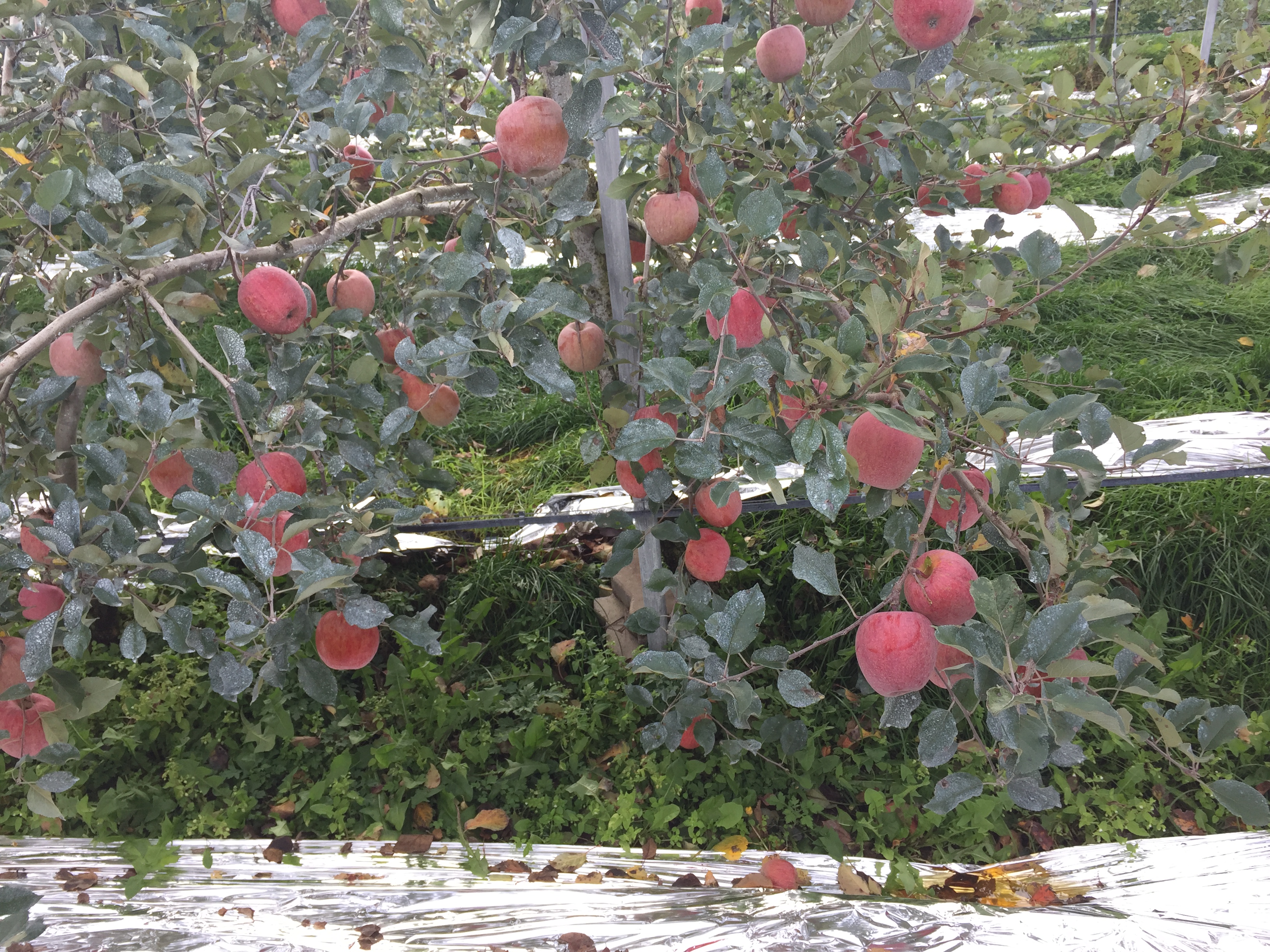 2020 대한민국 과일산업대전 특별상 수상과육은 물론 껍질까지 영양가득과일의 여왕, 사과