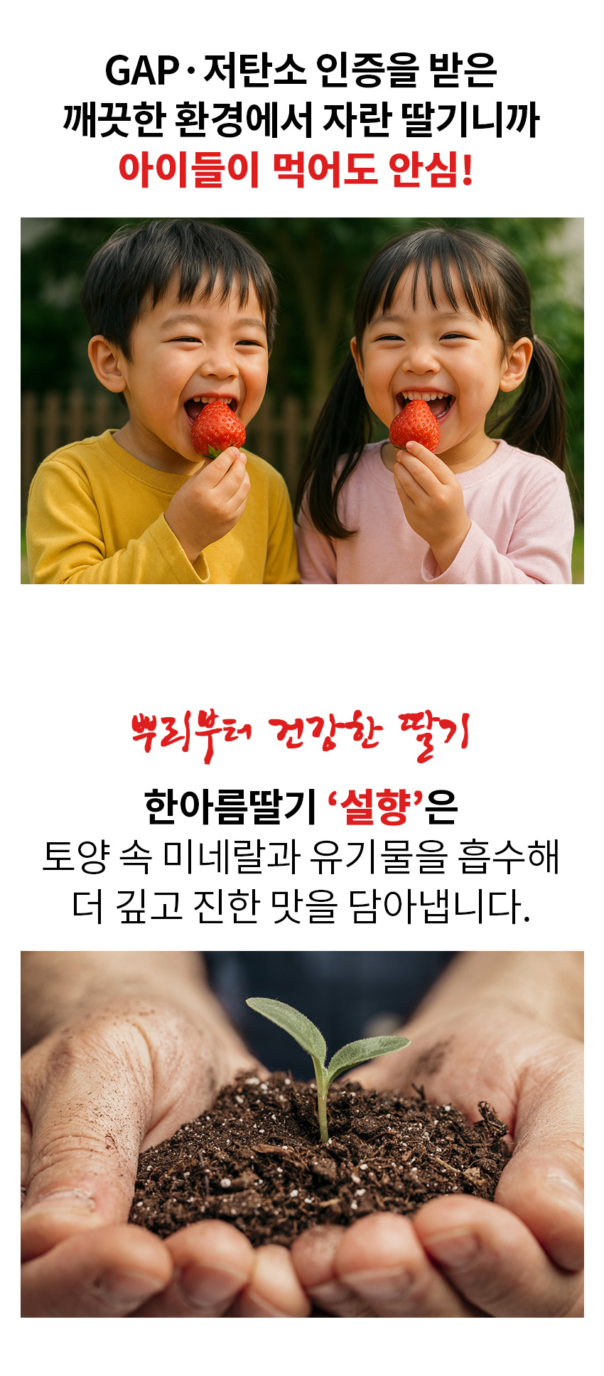      [부여군♡] 부여군 설향 딸기 1.6kg 사전예약(2월 ~ 3월 순차 배송)  