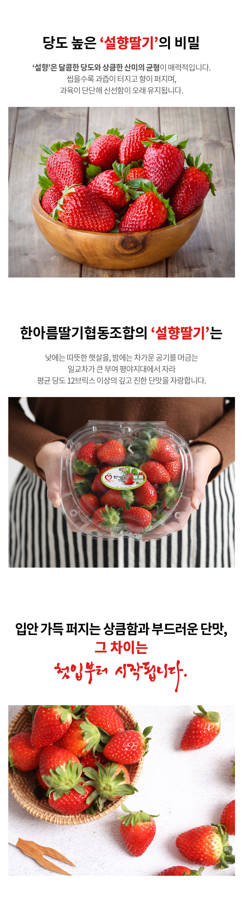 [부여군♡] 부여군 설향 딸기 1.6kg 사전예약(2월 ~ 3월 순차 배송) 