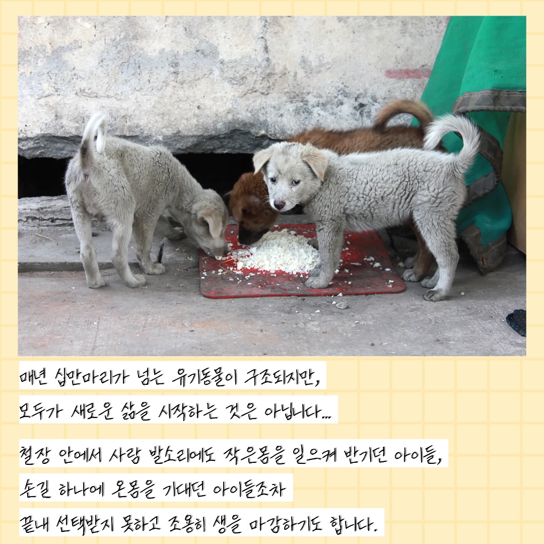 유기동물 입양꾸러미 지원