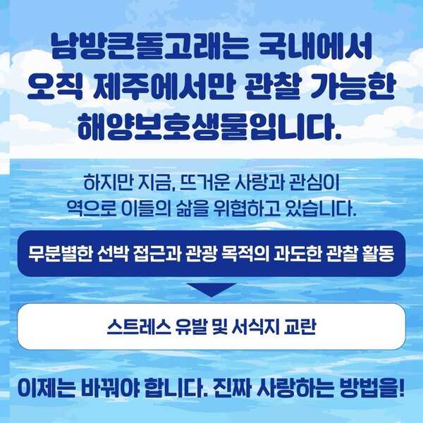 남방큰돌고래는 국내에서 오직 제주에서만 관찰 가능한 해양보호생물입니다.
하지만 지금, 뜨거운 사랑과 관심이 역으로 이들의 삶을 위협하고 있습니다.
무분별한 선박 접근과 관광 목적의 과도한 관찰 활동
                       ↓
스트레스 유발 및 서식지 교란

이제는 바꿔야 합니다. 진짜 사랑하는 방법을!
