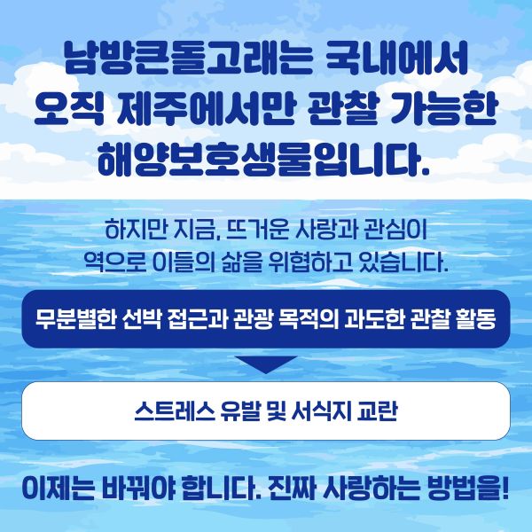 남방큰돌고래는 국내에서 오직 제주에서만 관찰 가능한 해양보호생물입니다.
하지만 지금, 뜨거운 사랑과 관심이 역으로 이들의 삶을 위협하고 있습니다.
무분별한 선박 접근과 관광 목적의 과도한 관찰 활동
                       ↓
스트레스 유발 및 서식지 교란

이제는 바꿔야 합니다. 진짜 사랑하는 방법을!
