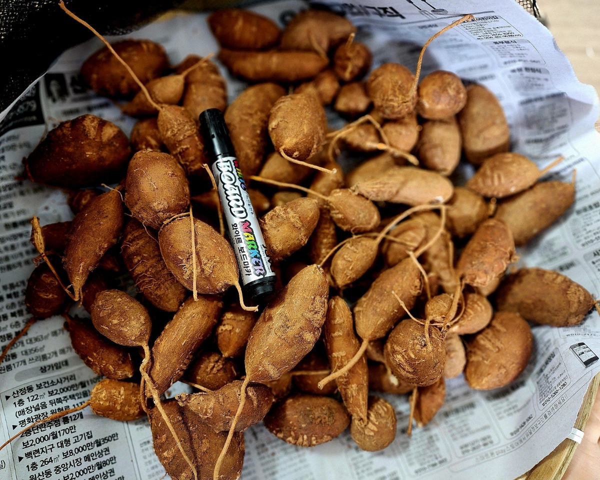 감자 수확 사진