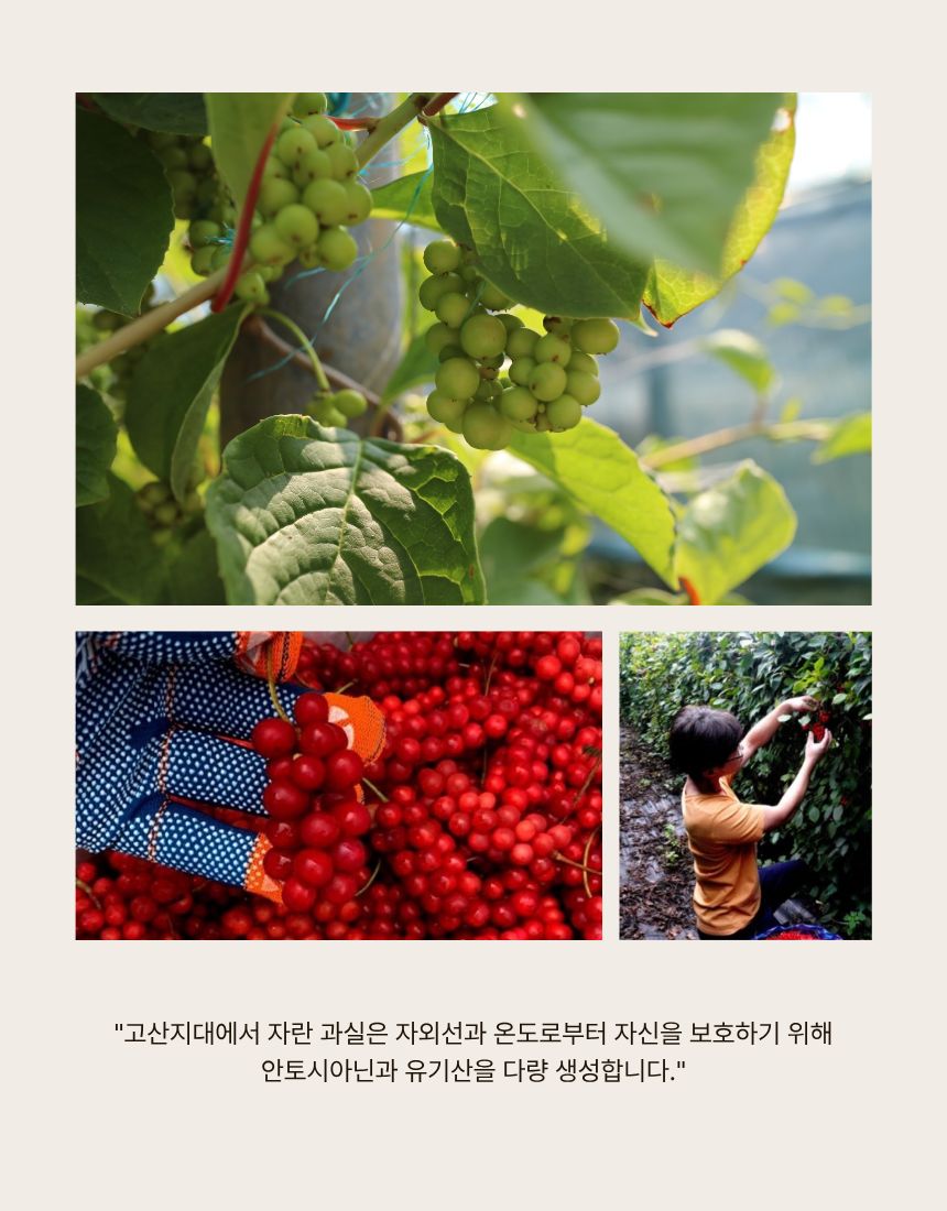 순백의 선물 포장 박스와 '정을 담아서' 문구