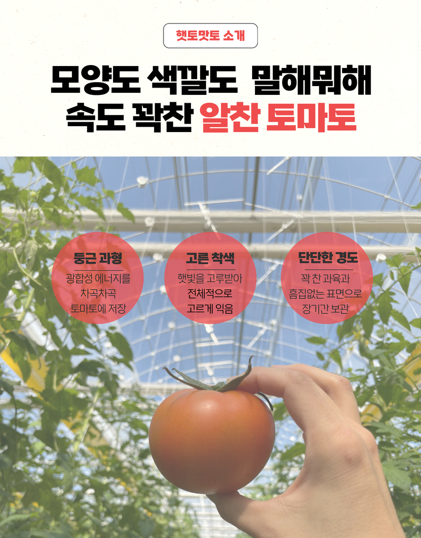 해햇은 최첨단 스마트팜 기술을 통해 토마토가 가장 행복한 온도와 습도를 정밀하게 관리합니다.