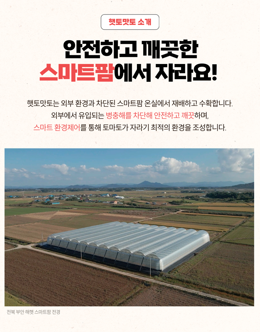 전북 부안 해햇 스마트팜 완숙토마토 햇토맛토 최고품질 토마토 당일수확 산지직송