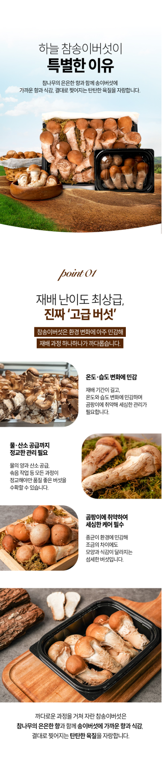 참송이버섯 point 1