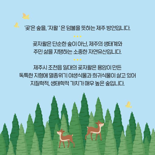 '곶'은 숲을, '자왈'은 덤불을 뜻하는 제주 방언입니다.

곶자왈은 단순한 숲이 아닌, 제주의 생태계와 
주민 삶을 지탱하는 소중한 자연유산입니다.

제주시 조천읍 일대의 곶자왈은 용암이 만든
독특한 지형에 멸종위기 야생식물과 희귀식물이 살고 있어
지질학적, 생태학적 가치가 매우 높은 숲입니다.