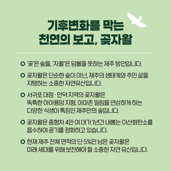 기후변화를 막는
천연의 보고, 곶자왈

'곶'은 숲을, '자왈'은 덤불을 뜻하는 제주 방언입니다.

곶자왈은 단순한 숲이 아닌, 제주의 생태계와 
주민 삶을 지탱하는 소중한 자연유산입니다.

서귀포 대정·안덕지역의 곶자왈은
독특한 아아용암 지형, 아마존 밀림을 연상하게 하는
다양한 식생이 특징인 제주만의 숲입니다.

곶자왈은 중형차 4만 여대가 1년간 내뿜는 이산화탄소를
흡수하여 공기를 정화하고 있습니다.

현재 제주 면적의 단 5%만 남은 곶자왈은
미래 세대를 위해 보전해야 할 소중한 자연 유산입니다.
