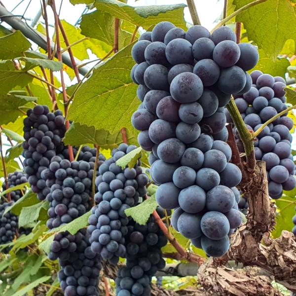 [부여군♡] 은산줄기농원 새콤달콤 캠벨포도 2.5kg