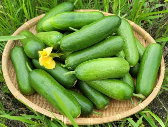 군위 미니오이 (2kg/5kg/10kg)