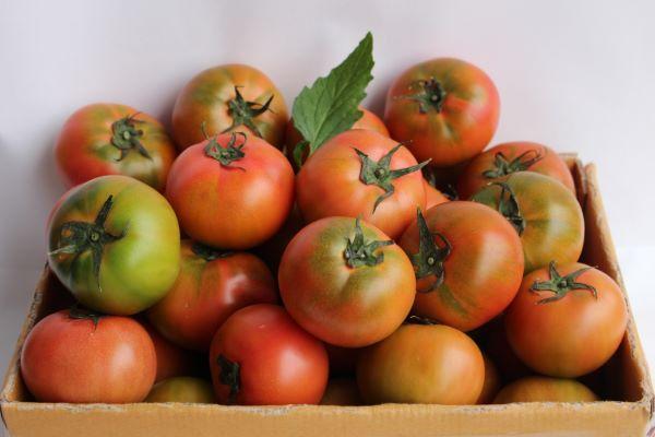 [부산 시청] 토마토 명인이 재배한 대저찰토마토 5kg 