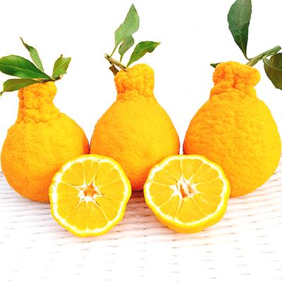 [전남 고흥군] 에덴 한라봉 고흥 한라봉 3kg 선물용