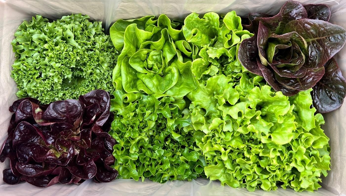 6종구성 유럽 샐러드 채소 2kg