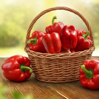 [전남 고흥군] 고흥청년농부가 직접 키운 국내산 홍피망 특1kg