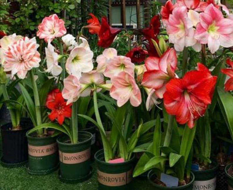 꽃화분(아마릴리스)