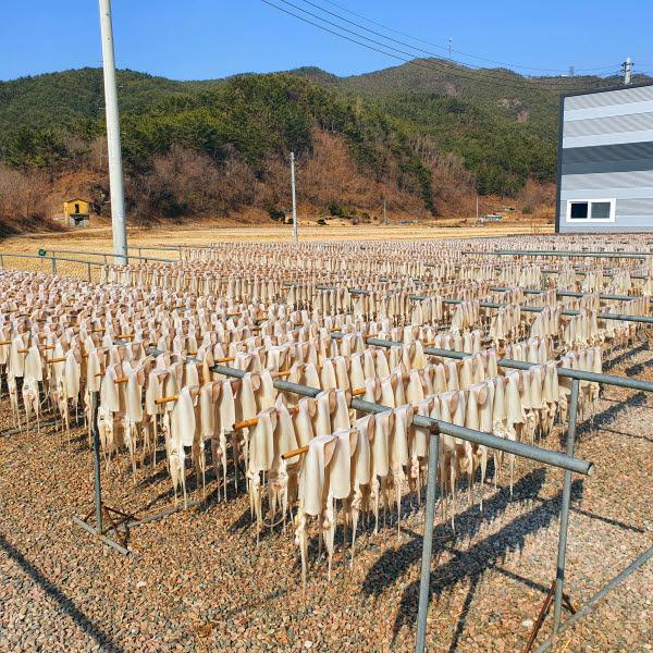 [가을바다] 부드러운 마른오징어 5마리 (200g)