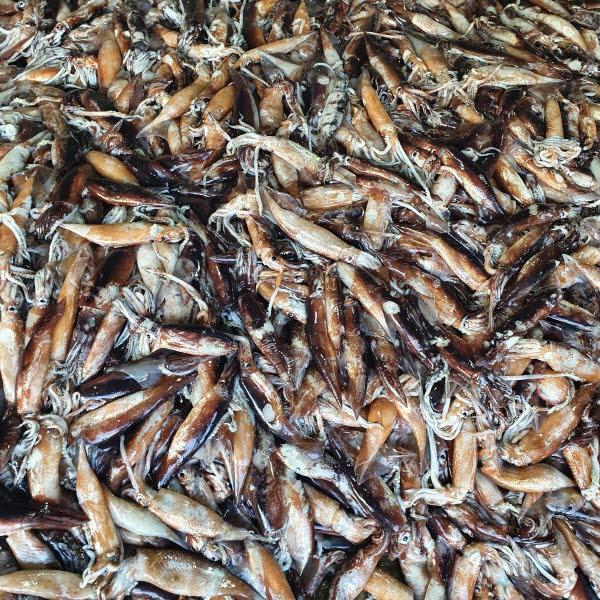 [가을바다] 손질오징어 7마리내외 (1kg)