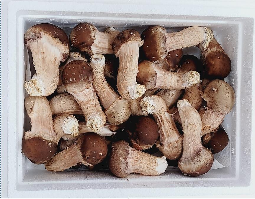 친환경 무농약 국내산 참송이버섯 중품 1kg