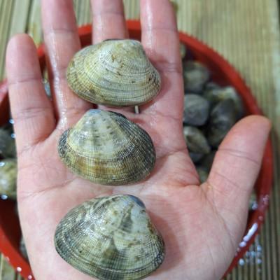 [전남 고흥군] 고흥 우도에서 잡은 자연산 바지락 2kg