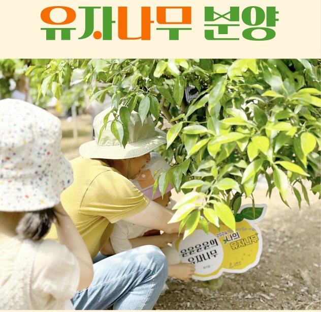 [전남 고흥군] 고흥 유자나무 분양