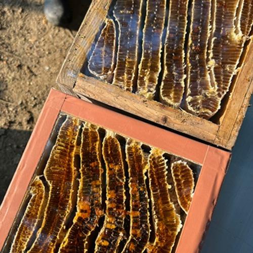 [더키위] 한봉 벌꿀집 500g