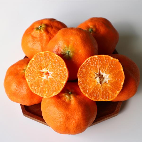 귤까네 감귤류 선물세트 2.5kg