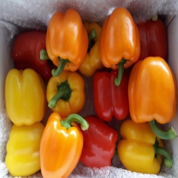 [영암군] 해담토 특품 동글이 3색 파프리카 3kg