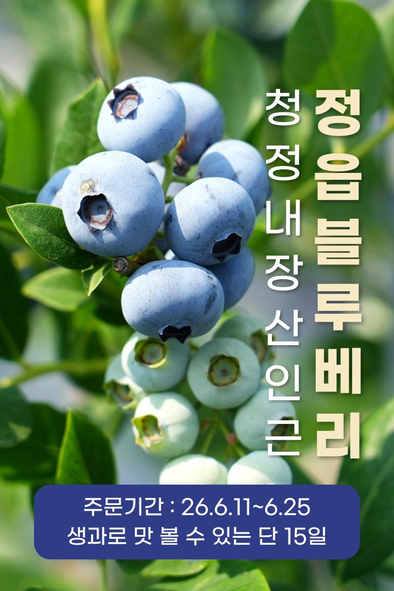 청정 내장산 인근 정읍 블루베리