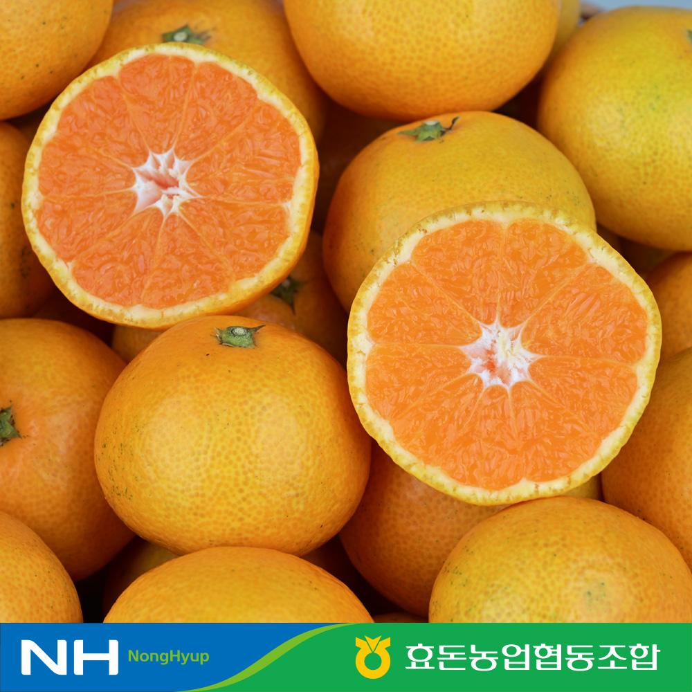 [효돈농협] 행복담원 하우스귤 3kg (로얄과) 선물용
