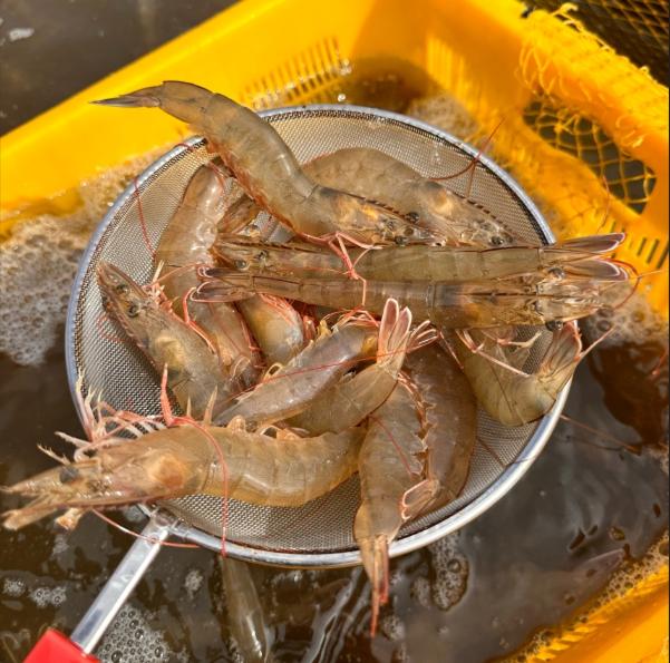국내산 신안 활새우 900g