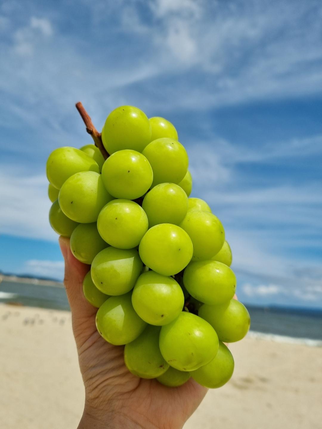 영천 샤인머스캣 포도 2kg, 4kg