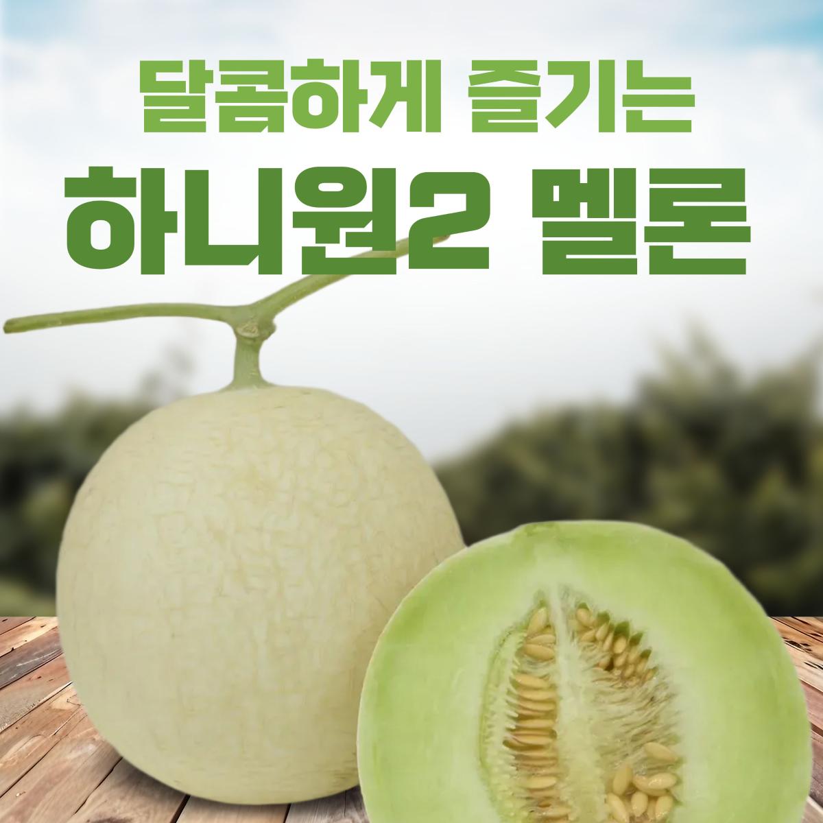인제 하니원 멜론 2