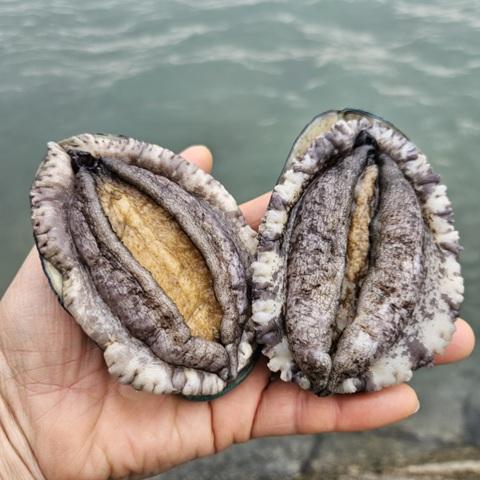[전남 목포] 살아있는 활전복 특대전복 1kg (7-8미)