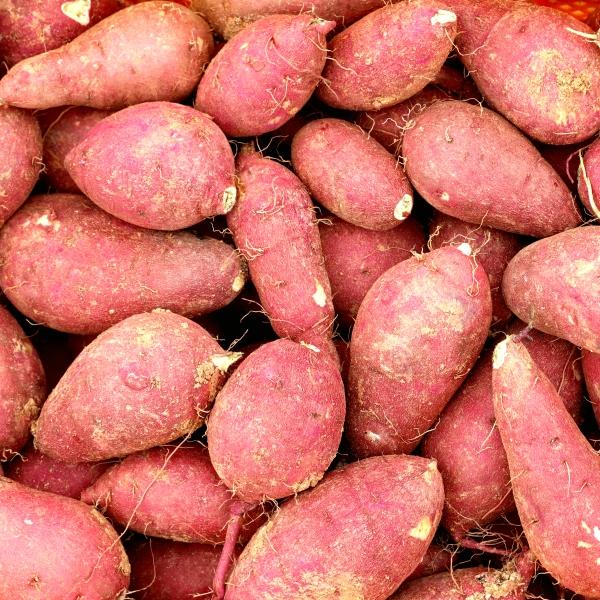 무안 황토 친황경 고구마 5kg_해야영농조합법인