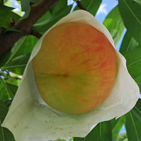 (이벤트)서왕모 복숭아 2kg+2kg =4kg(13-15과) 20박스 한정